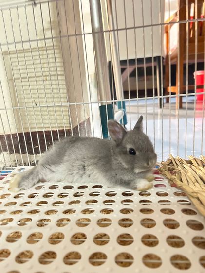 กระต่าย mini Rex