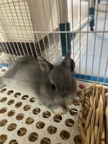 กระต่าย mini Rex รูปที่ 3