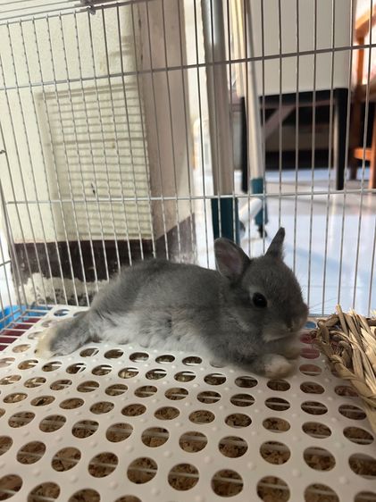 กระต่าย mini Rex รูปที่ 4