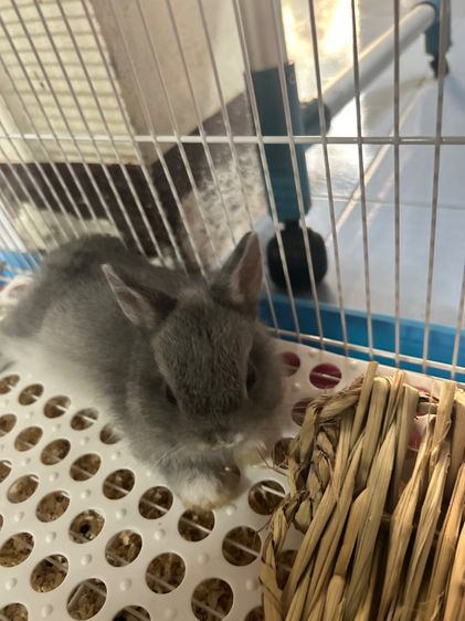 กระต่าย mini Rex รูปที่ 2