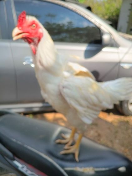 เจ้าขาวไก่คัดแล้ว ตีหักตีชัก รอยใหญ่ 6เดือน พม่าแข้งหน้า รอย2.5-7 รูปที่ 6