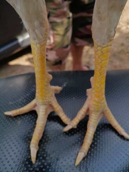 เจ้าขาวไก่คัดแล้ว ตีหักตีชัก รอยใหญ่ 6เดือน พม่าแข้งหน้า รอย2.5-7 รูปที่ 4