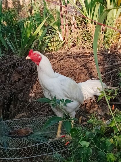 เจ้าขาวไก่คัดแล้ว ตีหักตีชัก รอยใหญ่ 6เดือน พม่าแข้งหน้า รอย2.5-7 รูปที่ 2