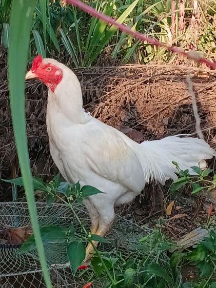 เจ้าขาวไก่คัดแล้ว ตีหักตีชัก รอยใหญ่ 6เดือน พม่าแข้งหน้า รอย2.5-7 รูปที่ 5