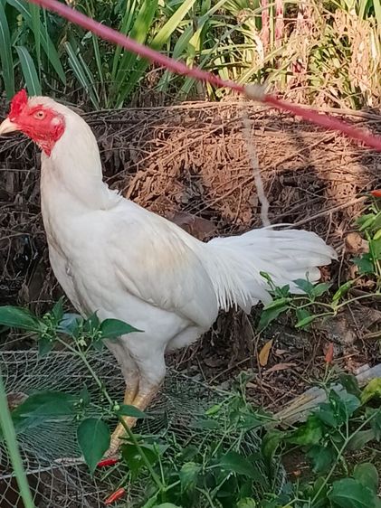 เจ้าขาวไก่คัดแล้ว ตีหักตีชัก รอยใหญ่ 6เดือน พม่าแข้งหน้า รอย2.5-7