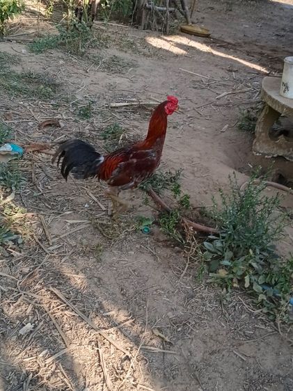 เจ้าเทา ไก่ชนพม่าเหล่าแม่เสลี่ยง รอย2.4-5ไก่รุ่นๆใหม่ๆเลยตีหูตีตา รูปที่ 3