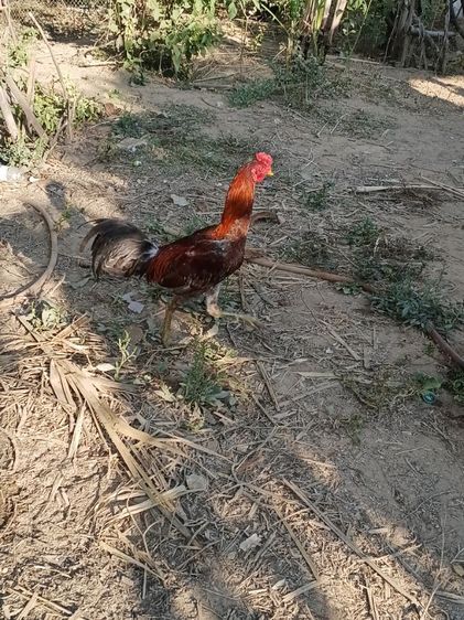เจ้าเทา ไก่ชนพม่าเหล่าแม่เสลี่ยง รอย2.4-5ไก่รุ่นๆใหม่ๆเลยตีหูตีตา รูปที่ 4