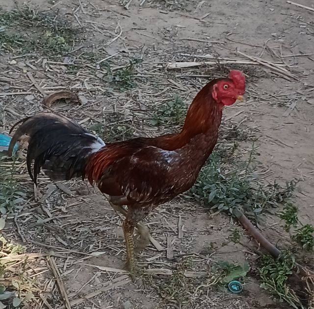 เจ้าเทา ไก่ชนพม่าเหล่าแม่เสลี่ยง รอย2.4-5ไก่รุ่นๆใหม่ๆเลยตีหูตีตา
