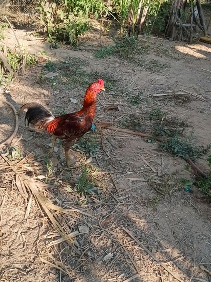 เจ้าเทา ไก่ชนพม่าเหล่าแม่เสลี่ยง รอย2.4-5ไก่รุ่นๆใหม่ๆเลยตีหูตีตา รูปที่ 5