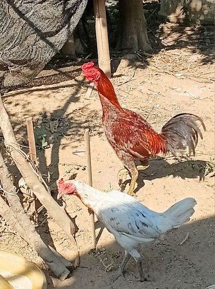 เจ้าเทา ไก่ชนพม่าเหล่าแม่เสลี่ยง รอย2.4-5ไก่รุ่นๆใหม่ๆเลยตีหูตีตา รูปที่ 2