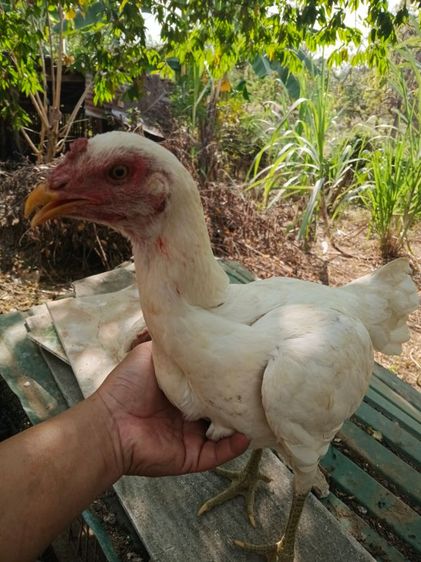 ไก่ชนตัวเมียสีขาวหายากเหล่าตีหูตีตา แข้งหน้าจัดๆพร้อมไข่