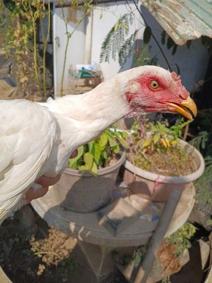 ไก่ชนตัวเมียสีขาวหายากเหล่าตีหูตีตา แข้งหน้าจัดๆพร้อมไข่ รูปที่ 8