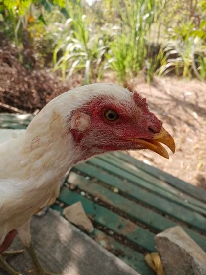 ไก่ชนตัวเมียสีขาวหายากเหล่าตีหูตีตา แข้งหน้าจัดๆพร้อมไข่ รูปที่ 7