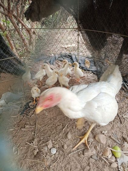 ไก่ชนตัวเมียสีขาวหายากเหล่าตีหูตีตา แข้งหน้าจัดๆพร้อมไข่ รูปที่ 10