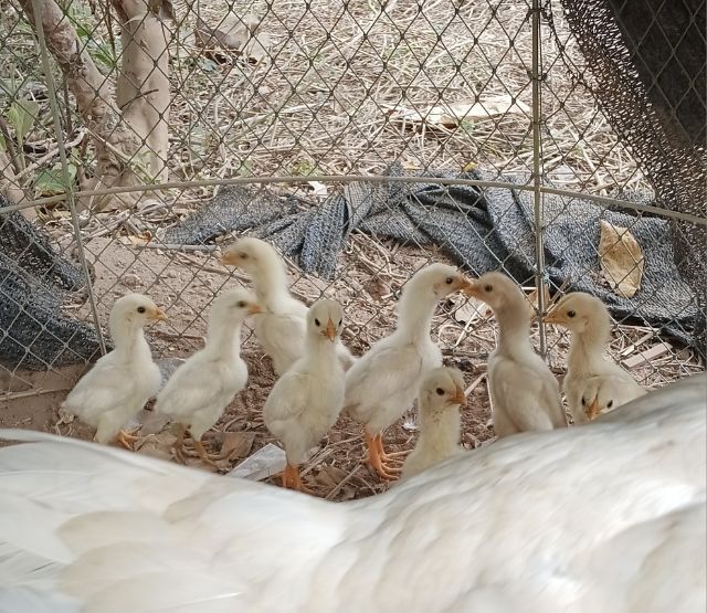 ไก่ชนตัวเมียสีขาวหายากเหล่าตีหูตีตา แข้งหน้าจัดๆพร้อมไข่ รูปที่ 9