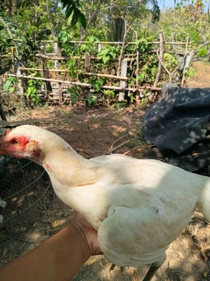 ไก่ชนตัวเมียสีขาวหายากเหล่าตีหูตีตา แข้งหน้าจัดๆพร้อมไข่ รูปที่ 3