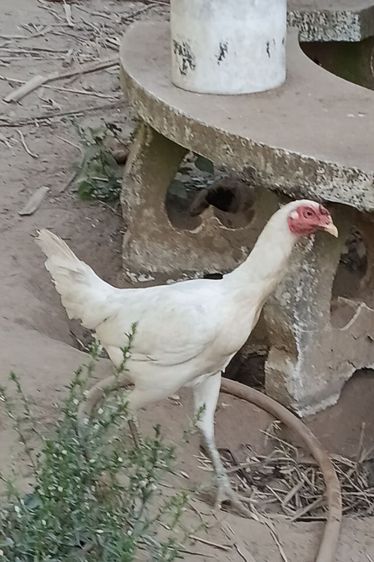 ไก่ชนตัวเมียสีขาวหายากเหล่าตีหูตีตา แข้งหน้าจัดๆพร้อมไข่ รูปที่ 6