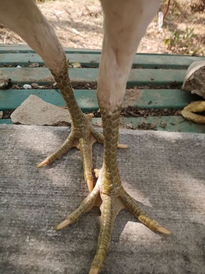 ไก่ชนตัวเมียสีขาวหายากเหล่าตีหูตีตา แข้งหน้าจัดๆพร้อมไข่ รูปที่ 5