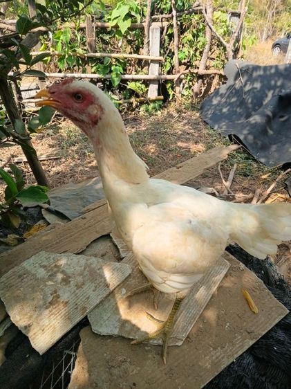 ไก่ชนตัวเมียสีขาวหายากเหล่าตีหูตีตา แข้งหน้าจัดๆพร้อมไข่ รูปที่ 4