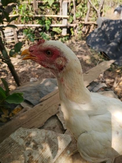 ไก่ชนตัวเมียสีขาวหายากเหล่าตีหูตีตา แข้งหน้าจัดๆพร้อมไข่ รูปที่ 2