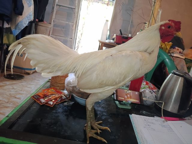 ไอ้แจ้ ไก่ชนพม่าร้อยวีขาวล้วนๆปข้งหน้าจัดๆเหทาะเอาไปผสมต่อยอดไก่ตีหูตีตารอย2.2-4 รูปที่ 9