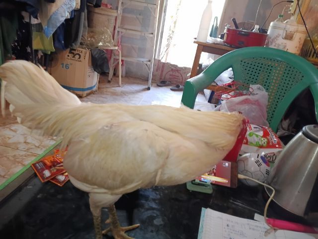 ไอ้แจ้ ไก่ชนพม่าร้อยวีขาวล้วนๆปข้งหน้าจัดๆเหทาะเอาไปผสมต่อยอดไก่ตีหูตีตารอย2.2-4 รูปที่ 7