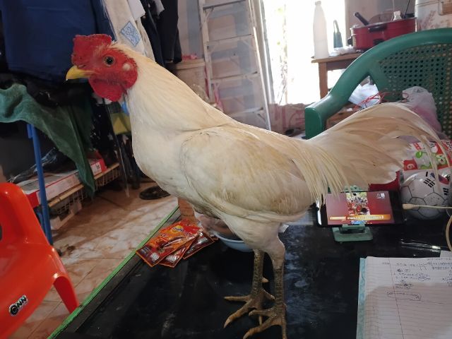 ไอ้แจ้ ไก่ชนพม่าร้อยวีขาวล้วนๆปข้งหน้าจัดๆเหทาะเอาไปผสมต่อยอดไก่ตีหูตีตารอย2.2-4