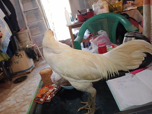 ไอ้แจ้ ไก่ชนพม่าร้อยวีขาวล้วนๆปข้งหน้าจัดๆเหทาะเอาไปผสมต่อยอดไก่ตีหูตีตารอย2.2-4 รูปที่ 10