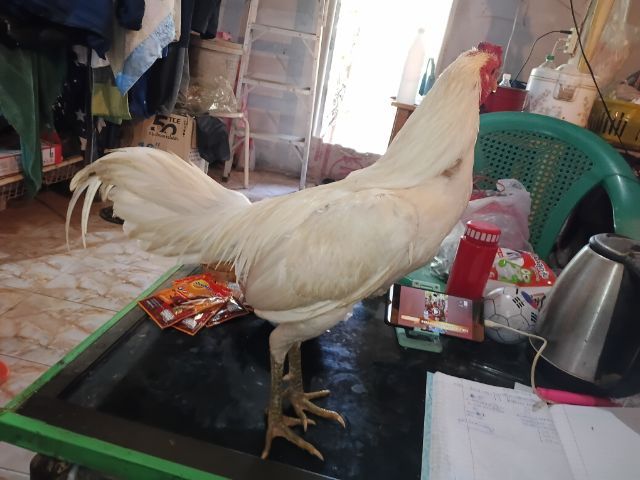 ไอ้แจ้ ไก่ชนพม่าร้อยวีขาวล้วนๆปข้งหน้าจัดๆเหทาะเอาไปผสมต่อยอดไก่ตีหูตีตารอย2.2-4 รูปที่ 8