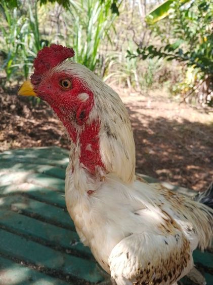 เจ้าขาว ไก่ชนพม่ารอย2.4-5ไก่ชนพม่าคัดผ่านมีคลิปให้ดู เหล่สตีหักตีชักพร้อมตี รูปที่ 2