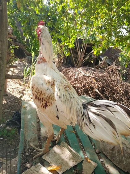 เจ้าขาว ไก่ชนพม่ารอย2.4-5ไก่ชนพม่าคัดผ่านมีคลิปให้ดู เหล่สตีหักตีชักพร้อมตี รูปที่ 4