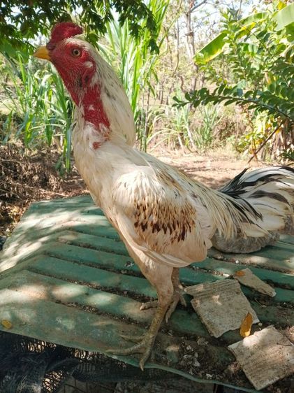 เจ้าขาว ไก่ชนพม่ารอย2.4-5ไก่ชนพม่าคัดผ่านมีคลิปให้ดู เหล่สตีหักตีชักพร้อมตี รูปที่ 7