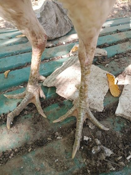 เจ้าขาว ไก่ชนพม่ารอย2.4-5ไก่ชนพม่าคัดผ่านมีคลิปให้ดู เหล่สตีหักตีชักพร้อมตี รูปที่ 6