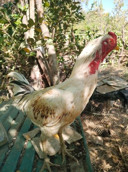 เจ้าขาว ไก่ชนพม่ารอย2.4-5ไก่ชนพม่าคัดผ่านมีคลิปให้ดู เหล่สตีหักตีชักพร้อมตี รูปที่ 3