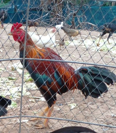 ลูกไก่รุ่นกะทงเล็กเหล่าไก่ชนพม่าตีหูตีตา แข้งกน้าจัดๆ รูปที่ 4