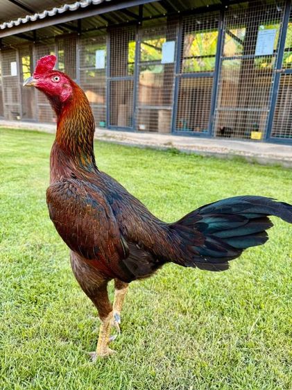ลูกไก่รุ่นกะทงเล็กเหล่าไก่ชนพม่าตีหูตีตา แข้งกน้าจัดๆ รูปที่ 3