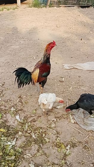 ลูกไก่รุ่นกะทงเล็กเหล่าไก่ชนพม่าตีหูตีตา แข้งกน้าจัดๆ รูปที่ 5
