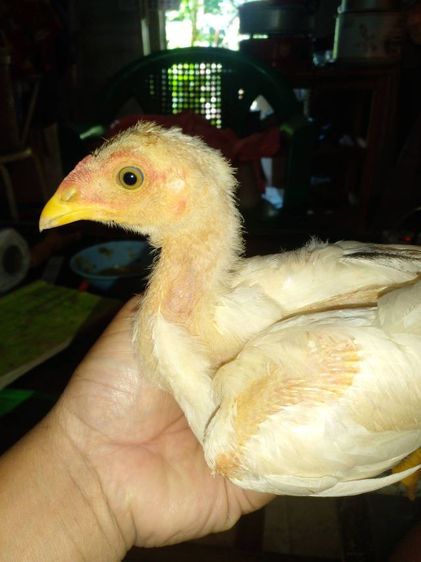 ลูกไก่ชนพม่าสีขาวสายตีหักตีชักแบ่งเป็น1คู่ รูปที่ 4