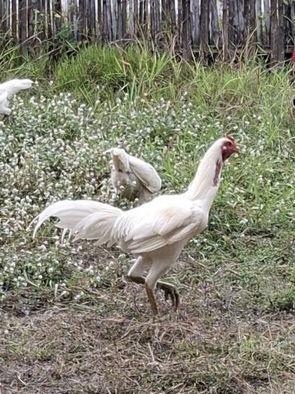ลูกไก่ชนพม่าสีขาวสายตีหักตีชักแบ่งเป็น1คู่ รูปที่ 10