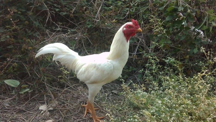 ลูกไก่ชนพม่าสีขาวสายตีหักตีชักแบ่งเป็น1คู่ รูปที่ 9