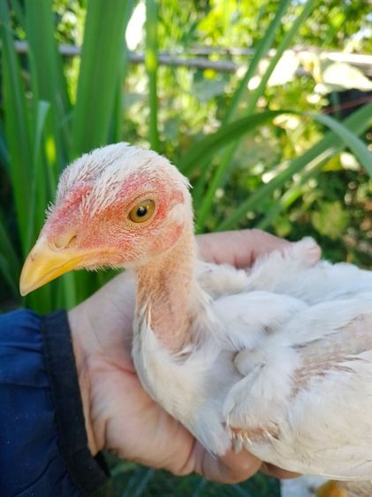 ลูกไก่ชนพม่าสีขาวสายตีหักตีชักแบ่งเป็น1คู่ รูปที่ 7