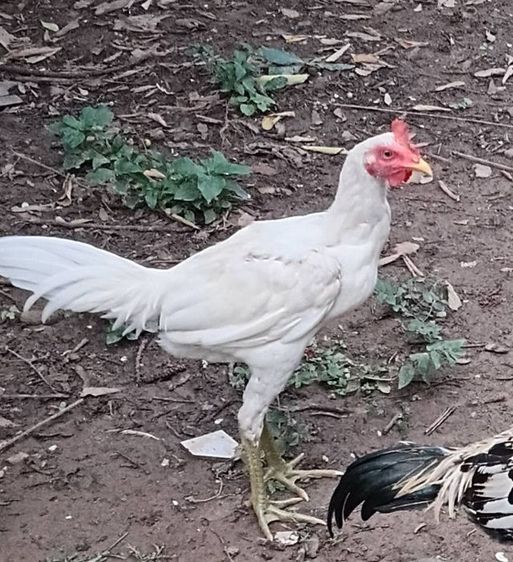 ลูกไก่ชนพม่าสีขาวสายตีหักตีชักแบ่งเป็น1คู่ รูปที่ 11
