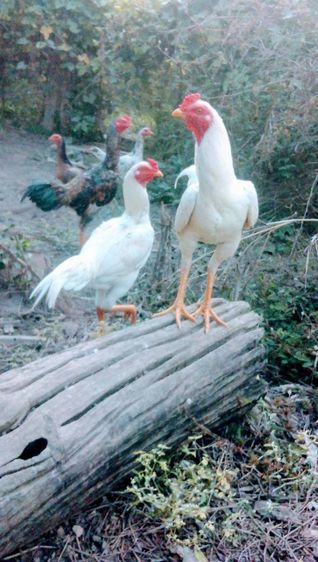 ลูกไก่ชนพม่าสีขาวสายตีหักตีชักแบ่งเป็น1คู่ รูปที่ 12