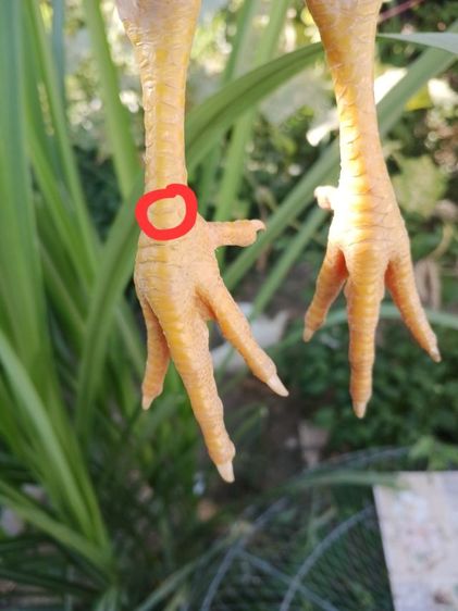 ลูกไก่ชนพม่าสีขาวสายตีหักตีชักแบ่งเป็น1คู่ รูปที่ 5