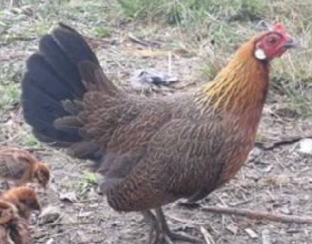 ไก่ป่าหรือไก่ต่อหูขาว1คู่สนใจเอาไปอนุรักษ์สายมขันเพาะตัวเล็กๆ รูปที่ 4