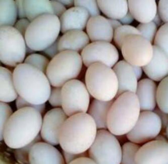 ไก่ป่าหรือไก่ต่อหูขาว1คู่สนใจเอาไปอนุรักษ์สายมขันเพาะตัวเล็กๆ รูปที่ 8