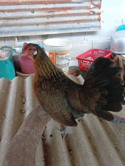 ไก่ป่าหรือไก่ต่อหูขาว1คู่สนใจเอาไปอนุรักษ์สายมขันเพาะตัวเล็กๆ รูปที่ 7