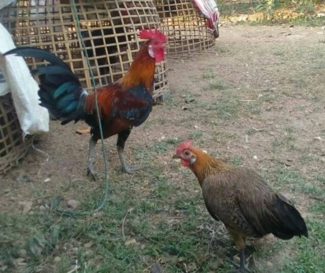 ไก่ป่าหรือไก่ต่อหูขาว1คู่สนใจเอาไปอนุรักษ์สายมขันเพาะตัวเล็กๆ