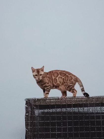 เบงกอล (Bengal House Cat) แมวเบงกอล