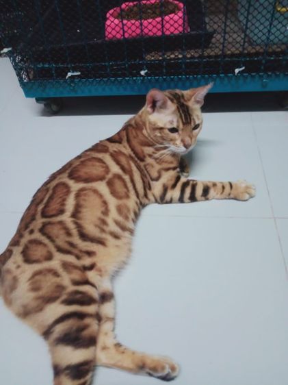 แมวเบงกอล รูปที่ 2